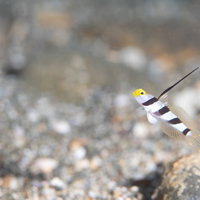砂利の海底で背びれを立てて泳ぐヒレナガネジリンボウの写真