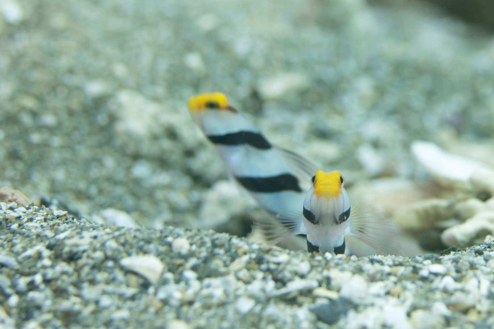 黄色と黒の縞模様のネジリンボウが砂利の海底で巣穴を守っている様子