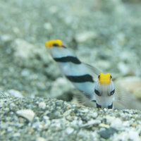 海中で巣穴を守る黄色と黒のネジリンボウの警戒する様子の写真