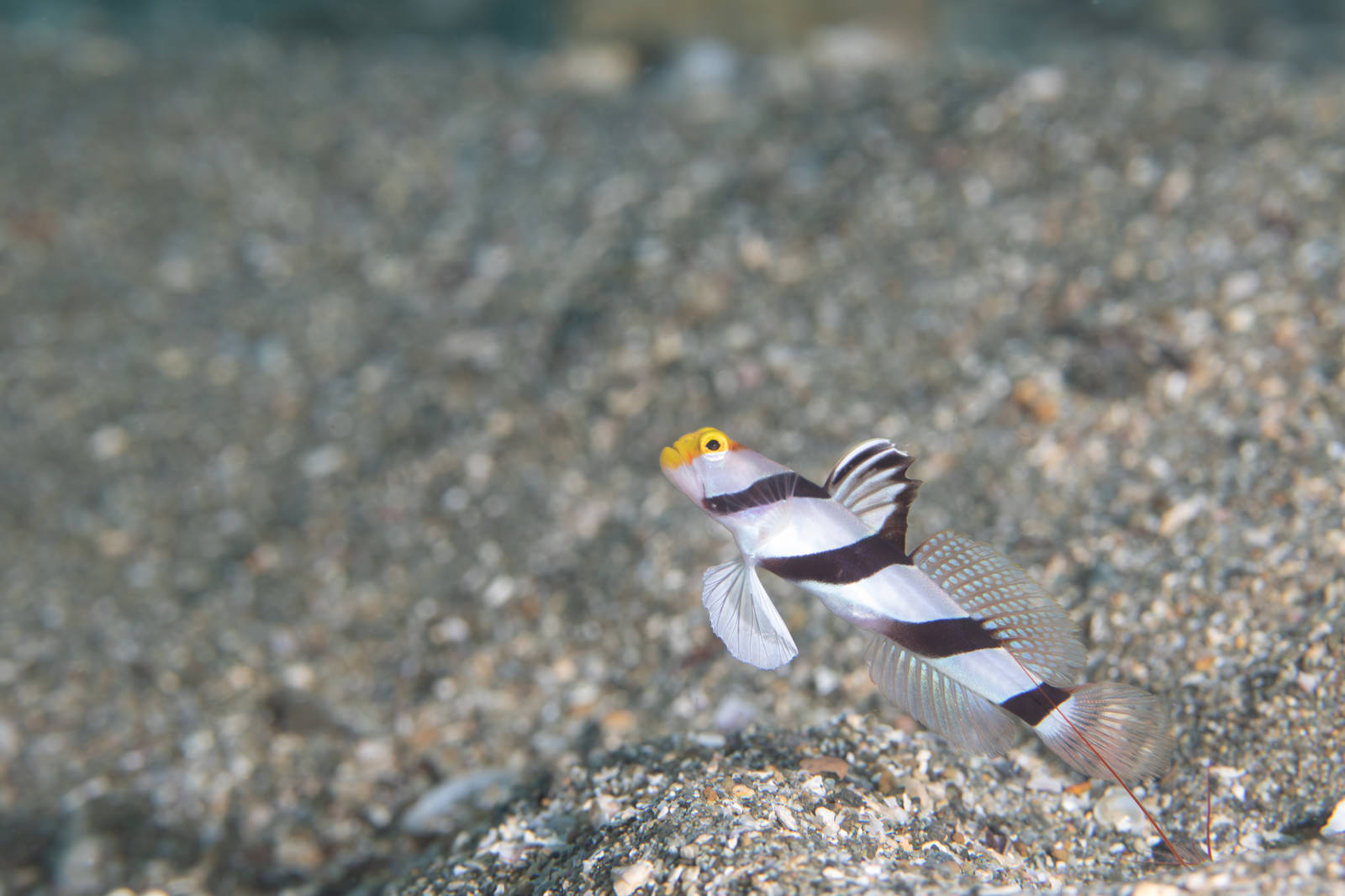 砂底に立つネジリンボウのクローズアップ