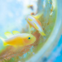 海中で産卵するミジンベニハゼ（ハゼ科）の繁殖行動の写真