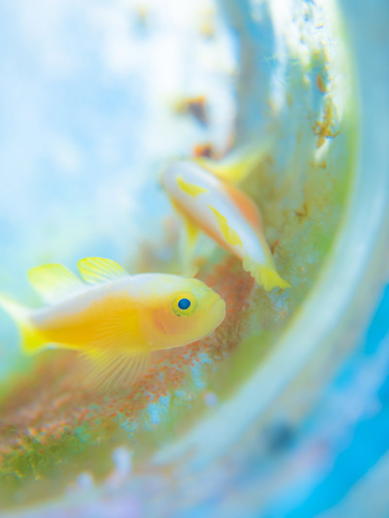 海中で佇むミジンベニハゼの姿を捉えた写真