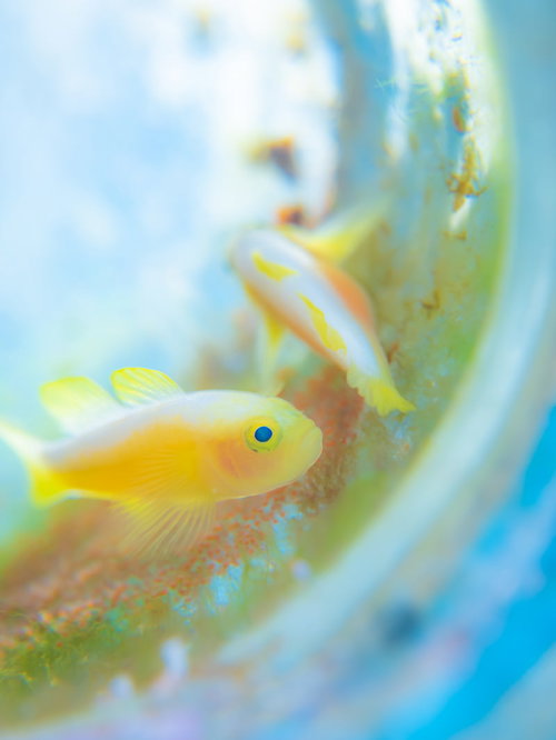 海中で産卵するミジンベニハゼ（ハゼ科）の繁殖行動