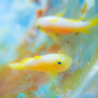 卵を守るナカモトイロワケハゼのオス、海中での産卵行動の写真