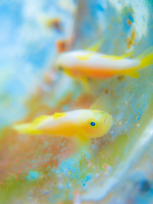 卵を守るナカモトイロワケハゼのオス、海中での産卵行動