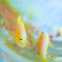 産卵した卵を守るナカモトイロワケハゼの父親の写真