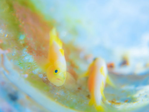 産卵した卵を守るナカモトイロワケハゼの父親