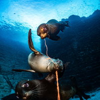 海中を泳ぐアシカ3兄弟の群れの写真