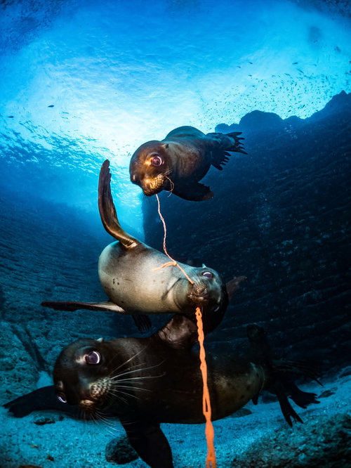 海中を泳ぐアシカ3兄弟の群れ