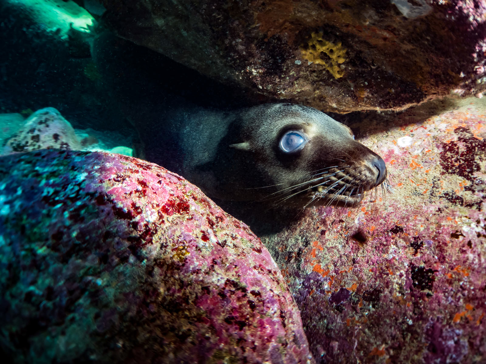 海底の岩の隙間から顔を出して様子を伺うアシカの水中写真