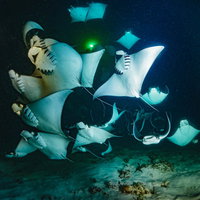 ダイバーの灯りに集まるモブラの大群が優雅に泳ぐ水中シーンの写真