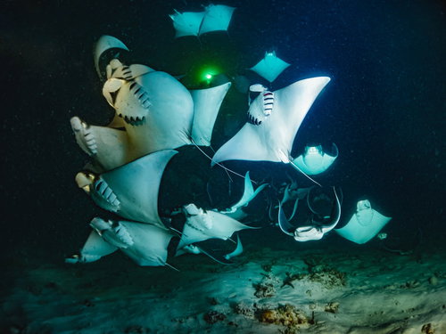 ダイバーの灯りに集まるモブラの大群が優雅に泳ぐ水中シーン