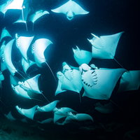 スキューバダイビングで出会うモブラの大群の写真