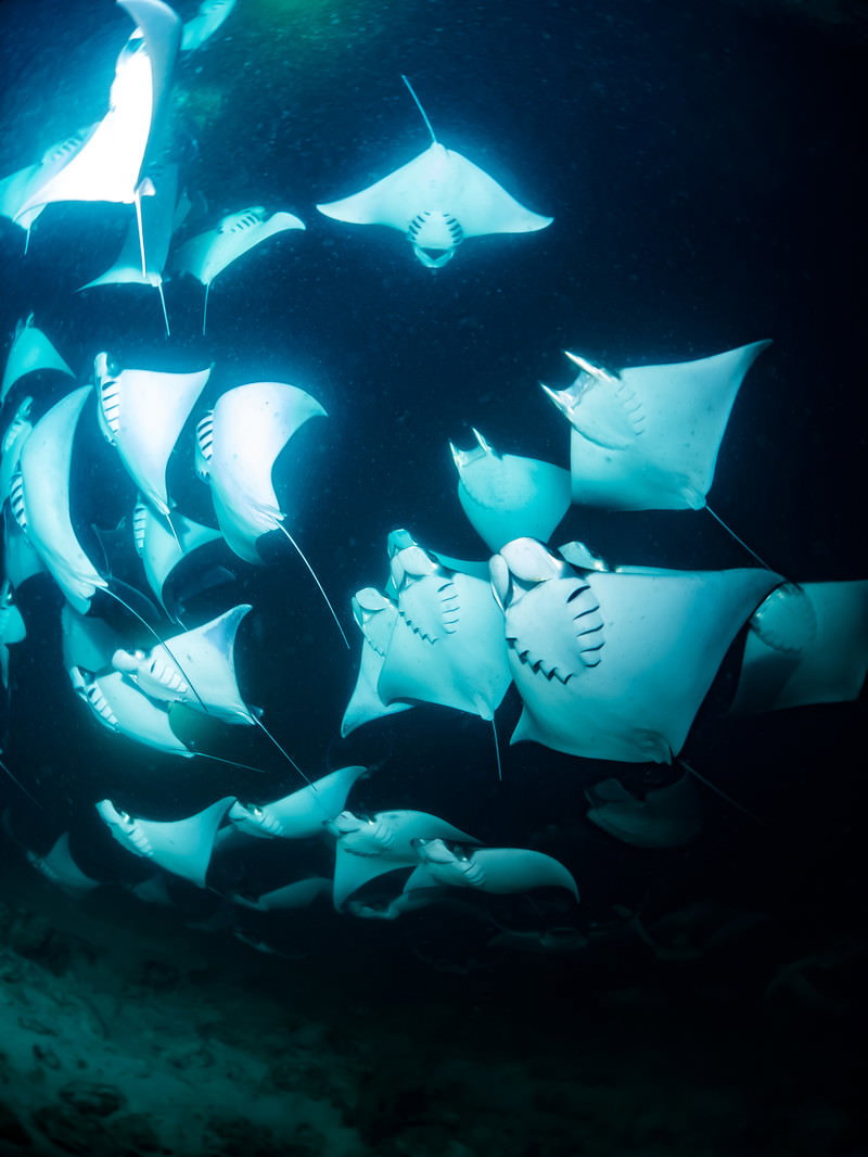 Manta Ray Shoal Underwater — Free Stock Photo of Ocean Wildlife - PAKUTASO