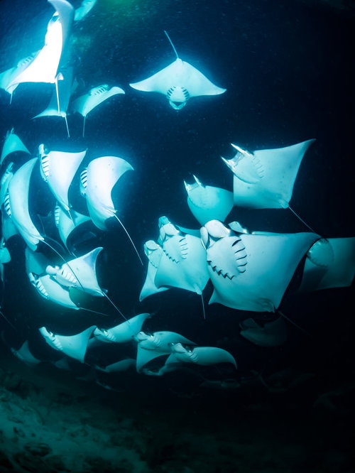 スキューバダイビングで出会うモブラの大群