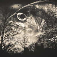 森の番人：巨大な魚の頭が見守る夜の森（フォトモンタージュ）の写真