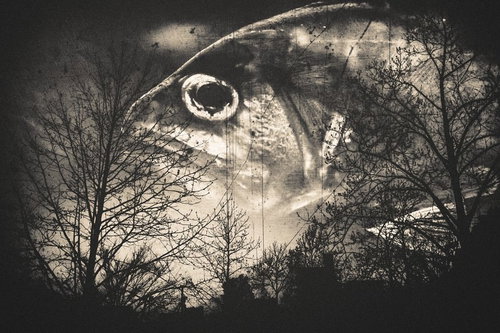 森の番人：巨大な魚の頭が見守る夜の森（フォトモンタージュ）