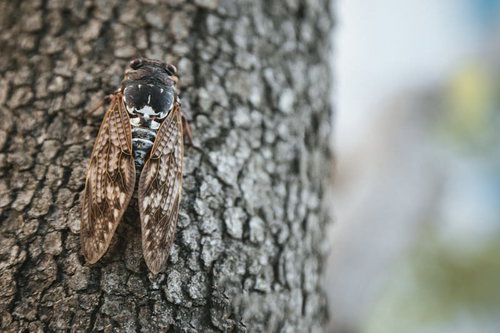 アブラゼミ「ジージー」木の幹