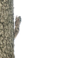 木に止まるアブラゼミを横から撮った蝉のの写真