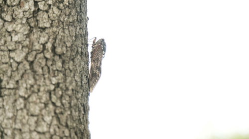 木に止まるアブラゼミを横から撮った蝉の