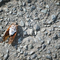 アスファルトの上に横たわる蝉ファイナル〜夏の終わりの写真