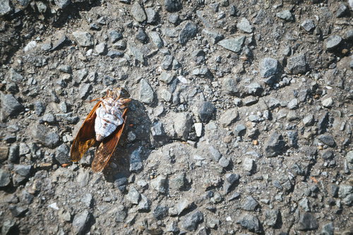 アスファルトの上に横たわる蝉ファイナル〜夏の終わり