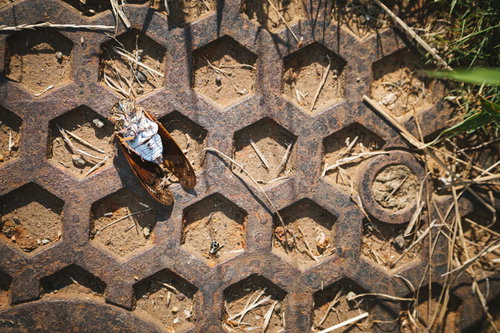 瀕死状態と思いきやセミファイナルな蝉の死骸