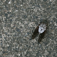 蝉の最期（セミファイナル）の写真