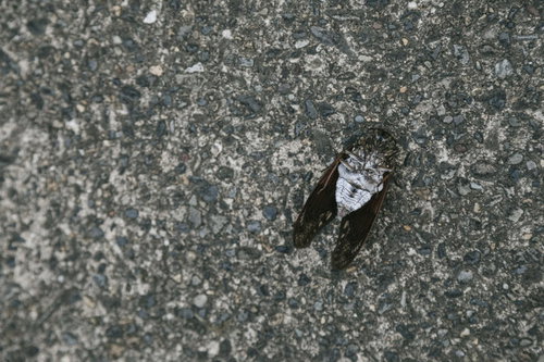 蝉の最期（セミファイナル）