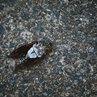 ［閲覧注意］足が閉じているアスファルト上の蝉の死骸の写真