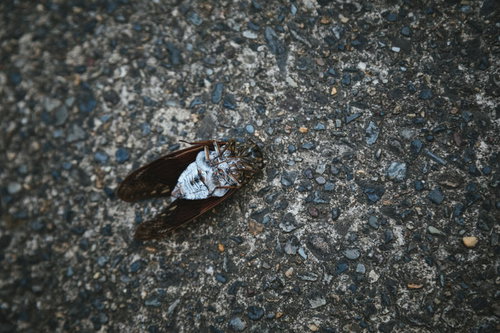 ［閲覧注意］足が閉じているアスファルト上の蝉の死骸
