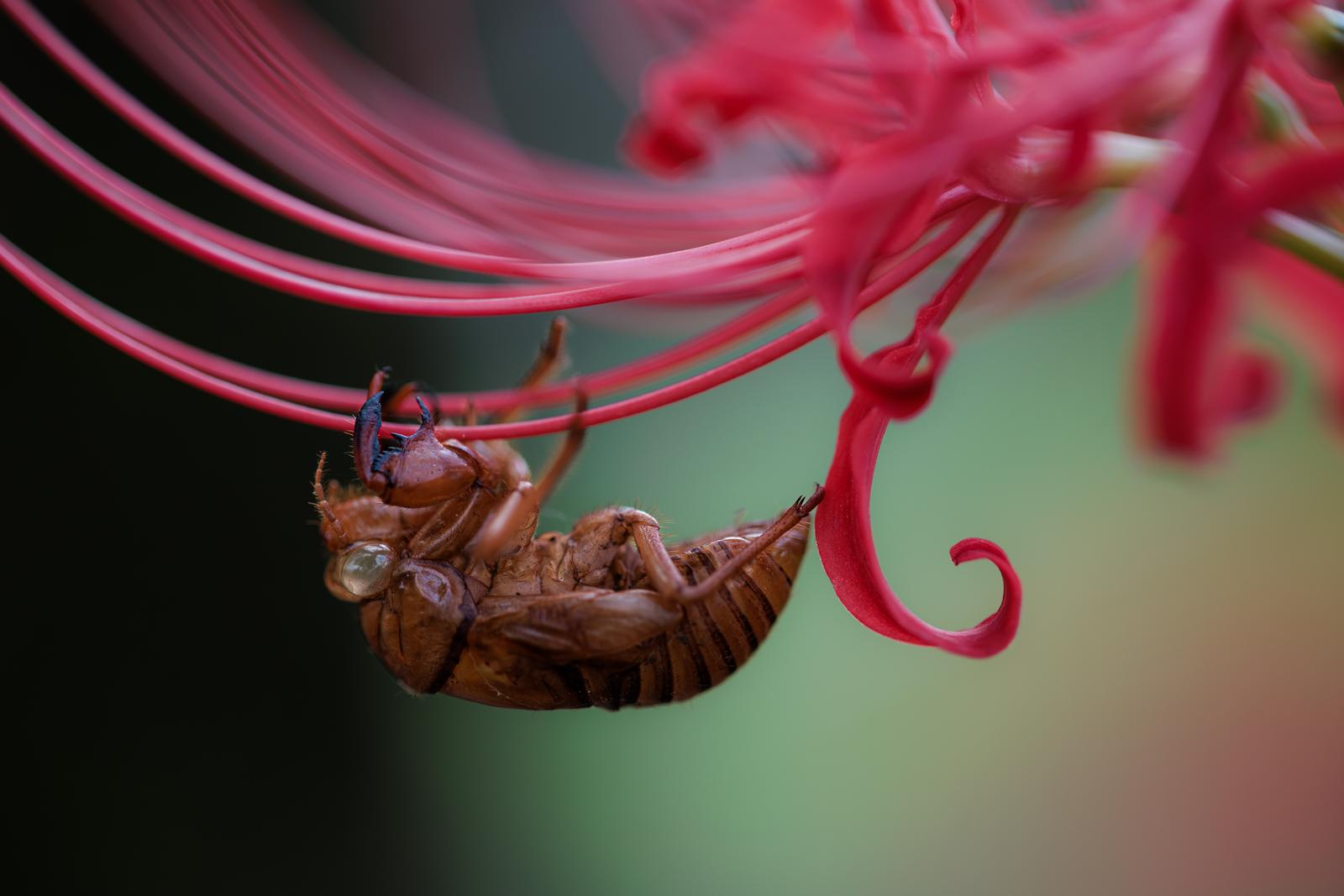 彼岸花の花糸にしがみつくセミの抜け殻