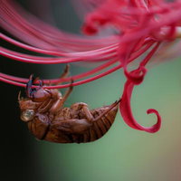 秋の彼岸花にぶら下がるセミの抜け殻の接写の写真