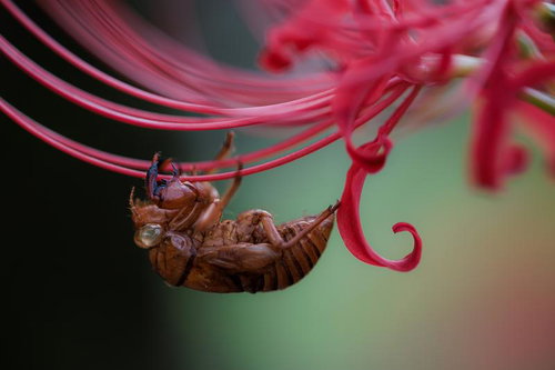 秋の彼岸花にぶら下がるセミの抜け殻の接写