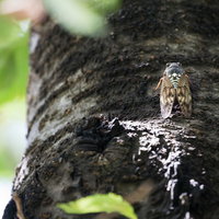 ジーッ・・ジーッ・・と鳴くアブラゼミが木の幹にとまるの写真
