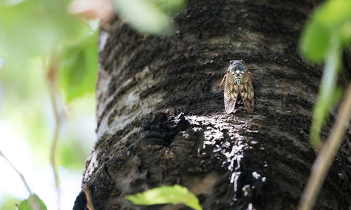 ジーッ・・ジーッ・・と鳴くアブラゼミが木の幹にとまる