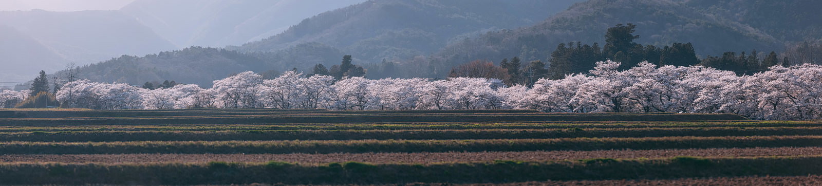笹原川沿いに満開の桜並木が続く春の風景
