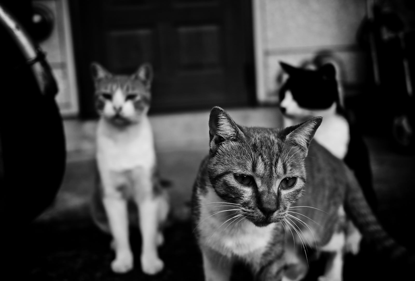 複数の猫が集まったモノクロ写真