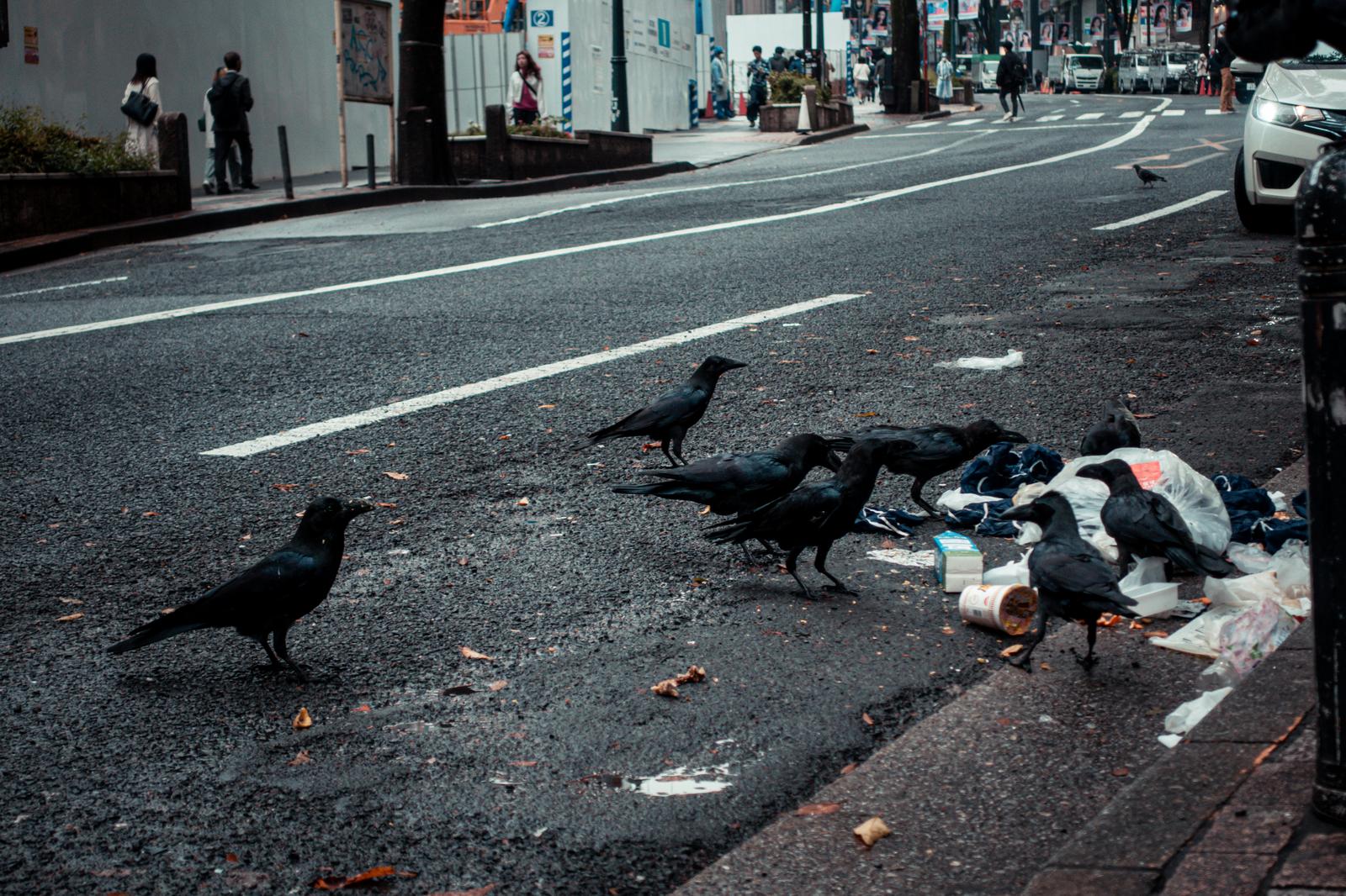 渋谷の路上でゴミを食べる複数のカラスと散乱したゴミ
