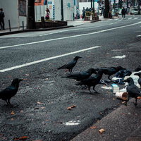 渋谷の路上でゴミを漁るカラスの群れ、横断歩道と街並みの写真