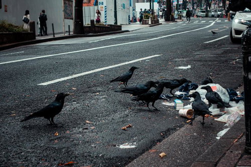 渋谷の路上でゴミを漁るカラスの群れ、横断歩道と街並み