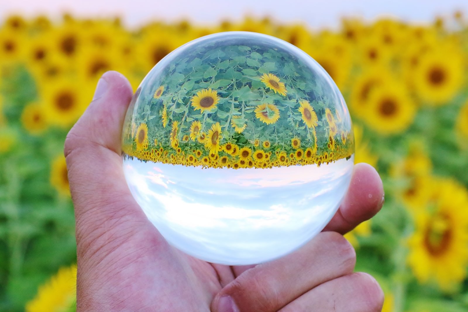手に持った水晶玉に向日葵畑が映り込んでいる写真