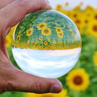 ひまわり畑を手に持った水晶玉で反転した景色の写真