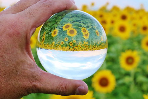 ひまわり畑を手に持った水晶玉で反転した景色