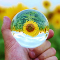 大輪ひまわりをガラス玉の中に逆さまに映し込むの写真