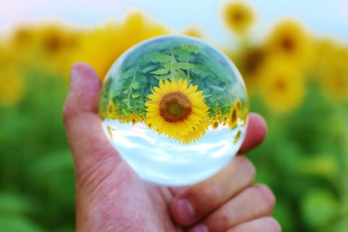 大輪ひまわりをガラス玉の中に逆さまに映し込む