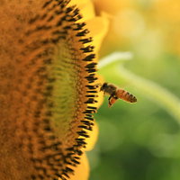 夜空に広がる打ち上げ花火の写真