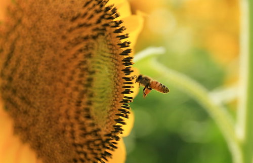 夜空に広がる打ち上げ花火