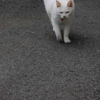 そろりと近づいてくる白い猫ちゃんの写真