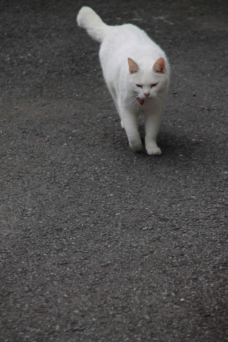 白い猫がアスファルト道路上をゆっくり近づいてくる
